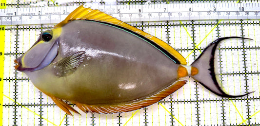Blonde Naso Tang BNT110101 WYSIWYG Size: XXL 9.5"
