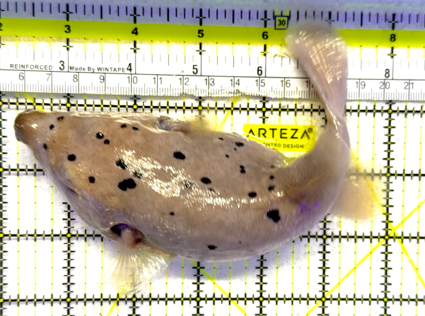 Dogface PufferFish DF092101 WYSIWYG Size: XXL 7" approx