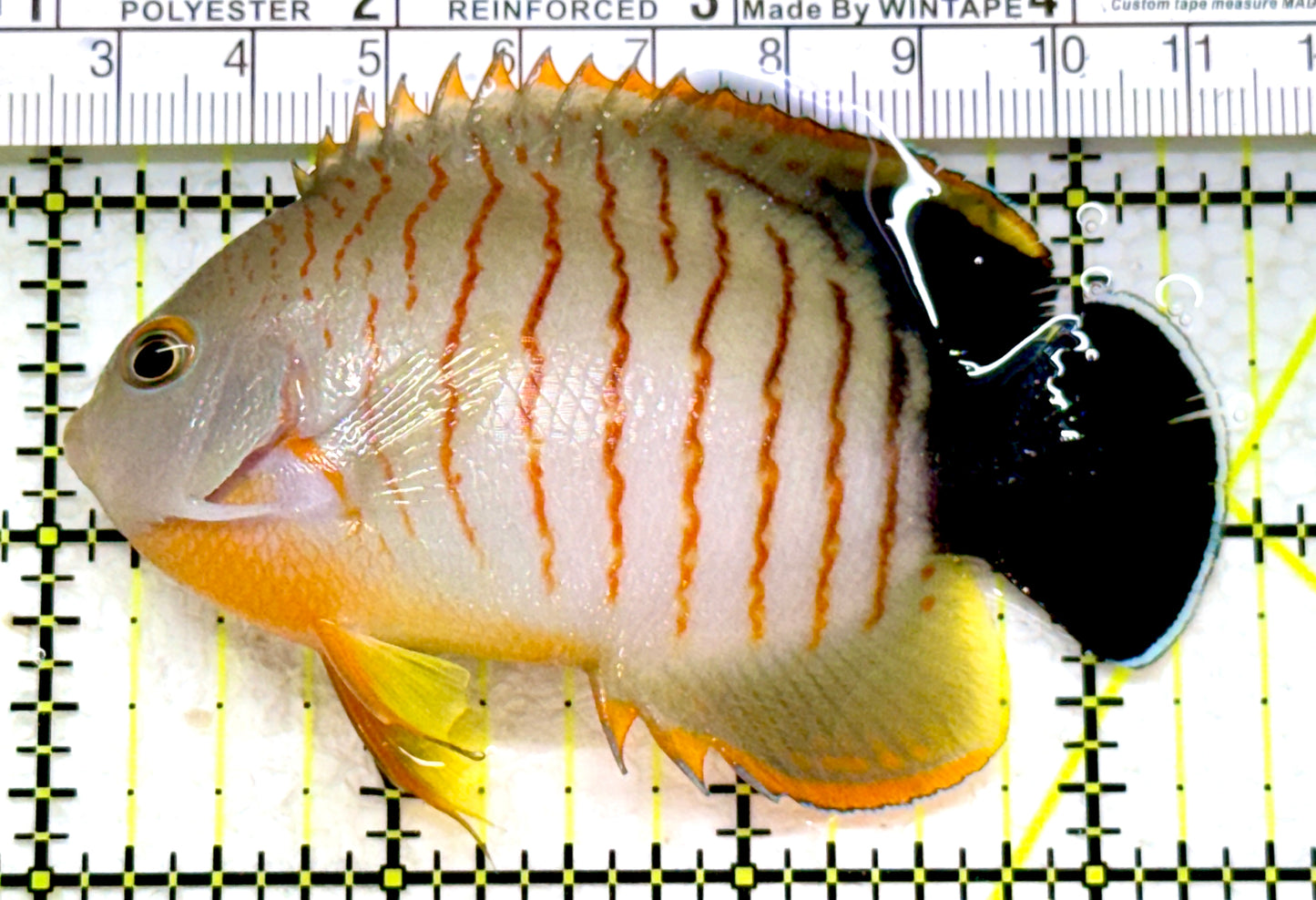 Eibli Angelfish EA110101 WYSIWYG Size: XL 3.5"
