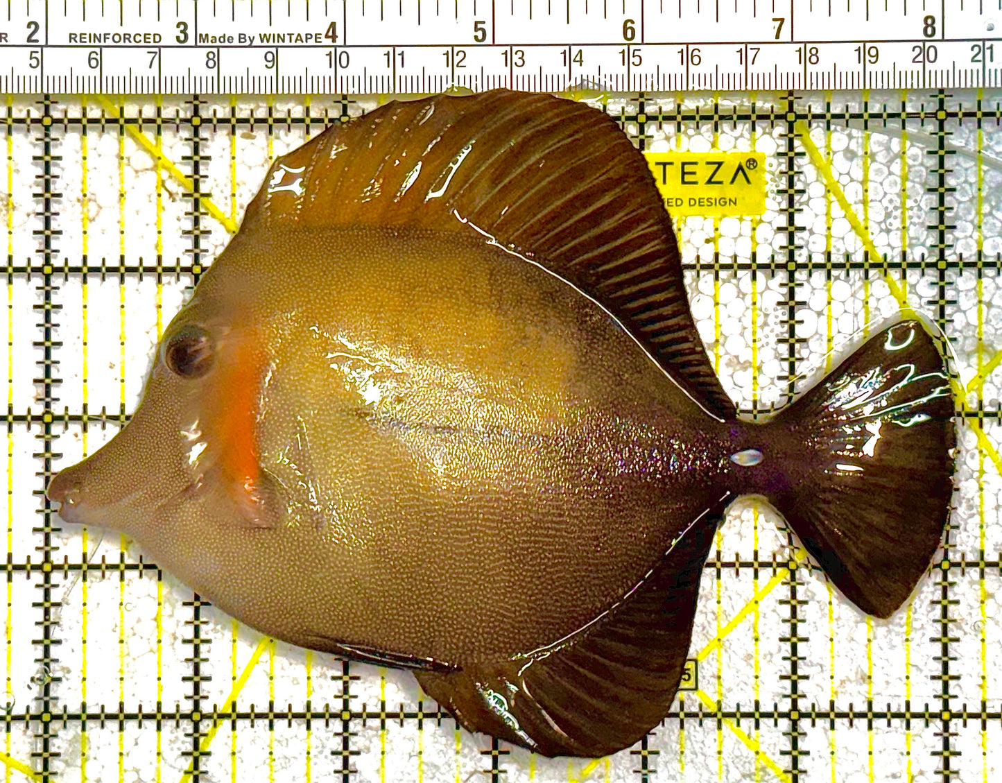 Scopas Tang (Calayan) ST012502 WYSIWYG Size: XL 6" approx