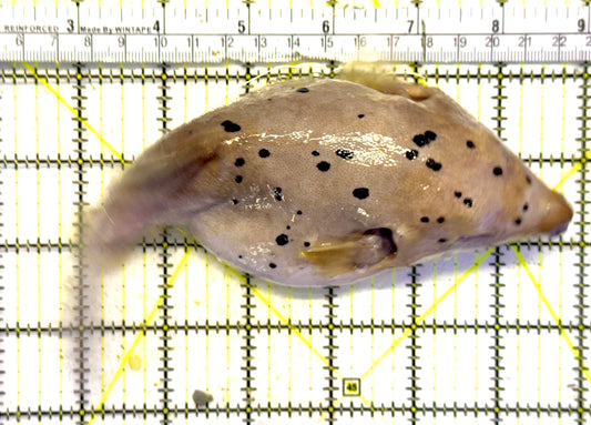 Dogface PufferFish DF092101 WYSIWYG Size: XXL 7" approx