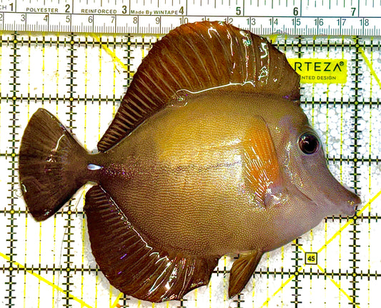 Scopas Tang (Calayan) ST012502 WYSIWYG Size: XL 6" approx