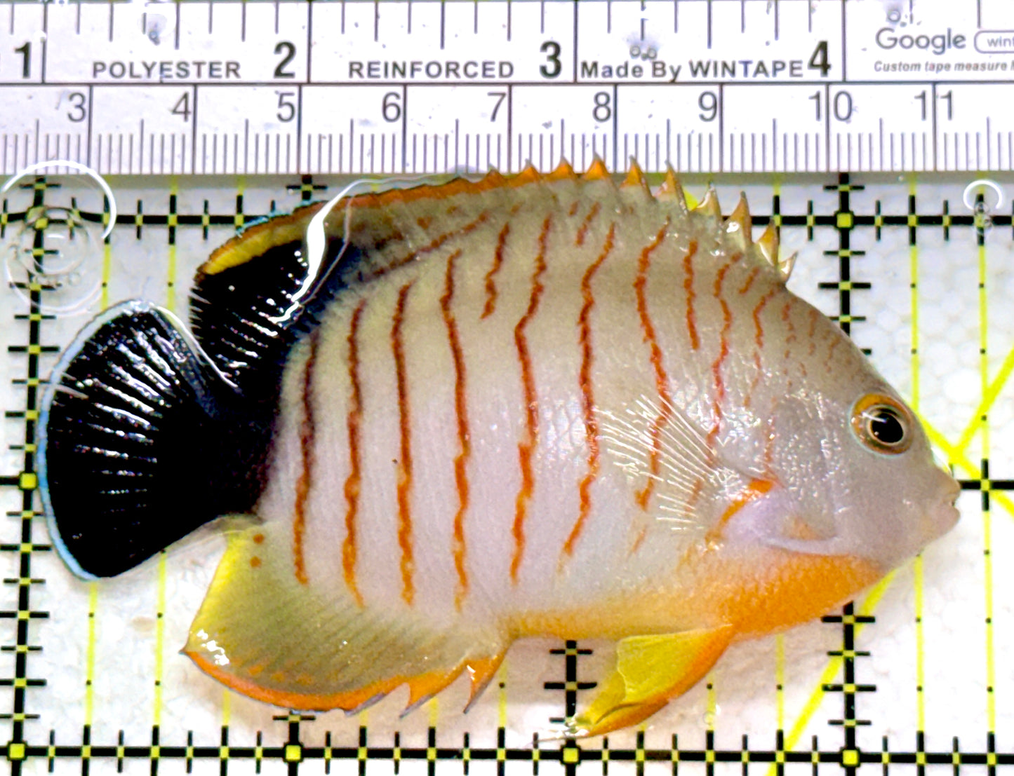 Eibli Angelfish EA110101 WYSIWYG Size: XL 3.5"