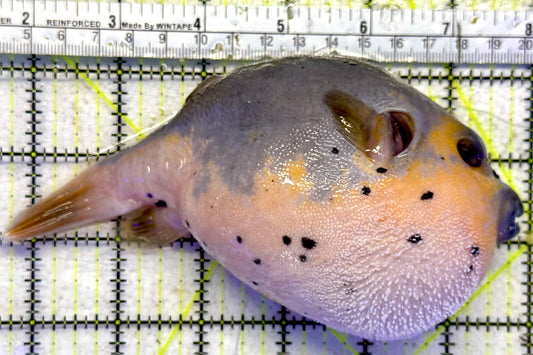 Yellow Belly Dogface Pufferfish YBDP092102 WYSIWYG Size: XL 6.25"