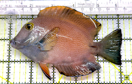 Yellow Eye Kole Tang (Spotted) YEKT110102 WYSIWYG Size: L 5"