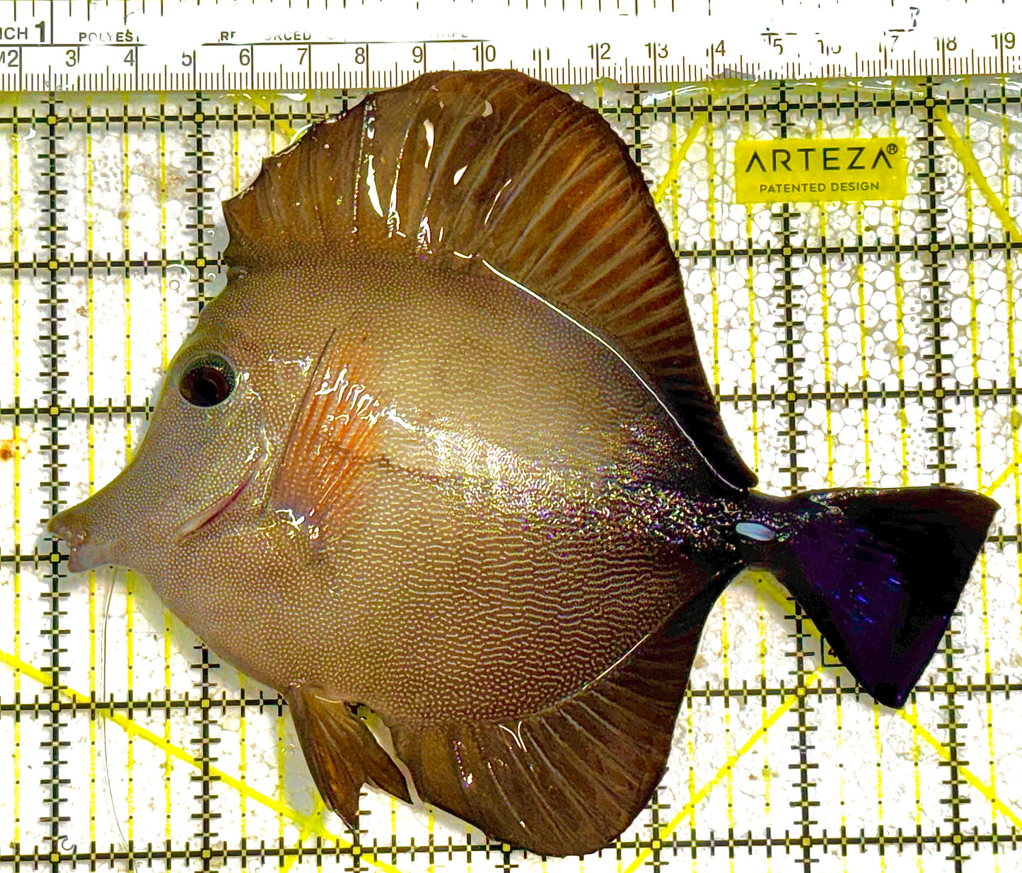 Scopas Tang (Calayan) ST012501 WYSIWYG Size: XL 6" approx