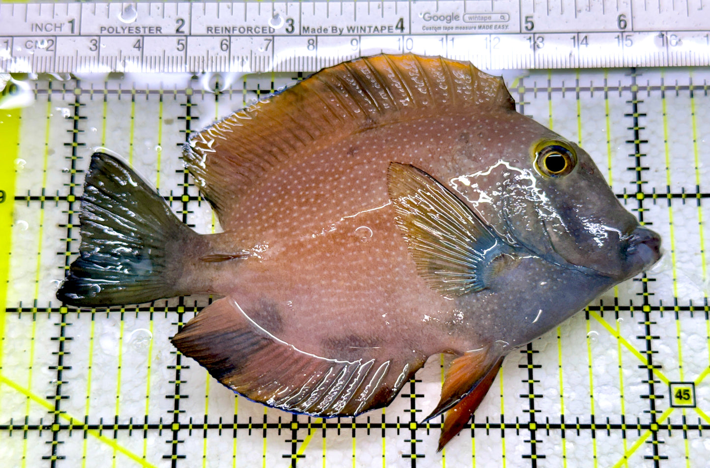 Yellow Eye Kole Tang (Spotted) YEKT110102 WYSIWYG Size: L 5"