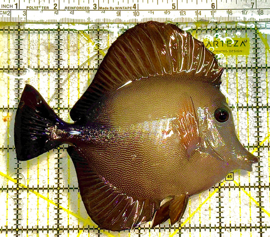 Scopas Tang (Calayan) ST012501 WYSIWYG Size: XL 6" approx