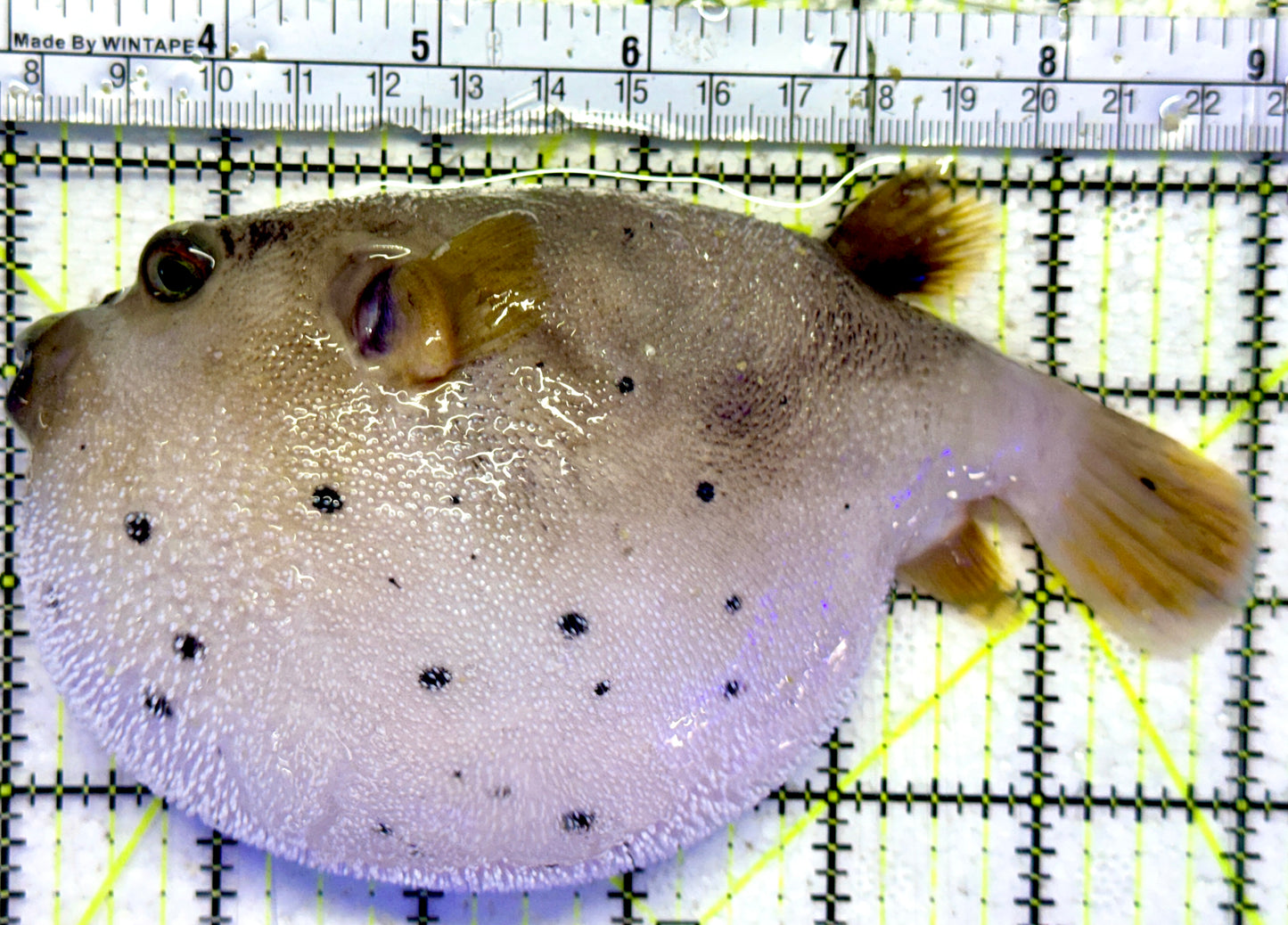 Dogface PufferFish DPF092101 WYSIWYG Size: XL 6"