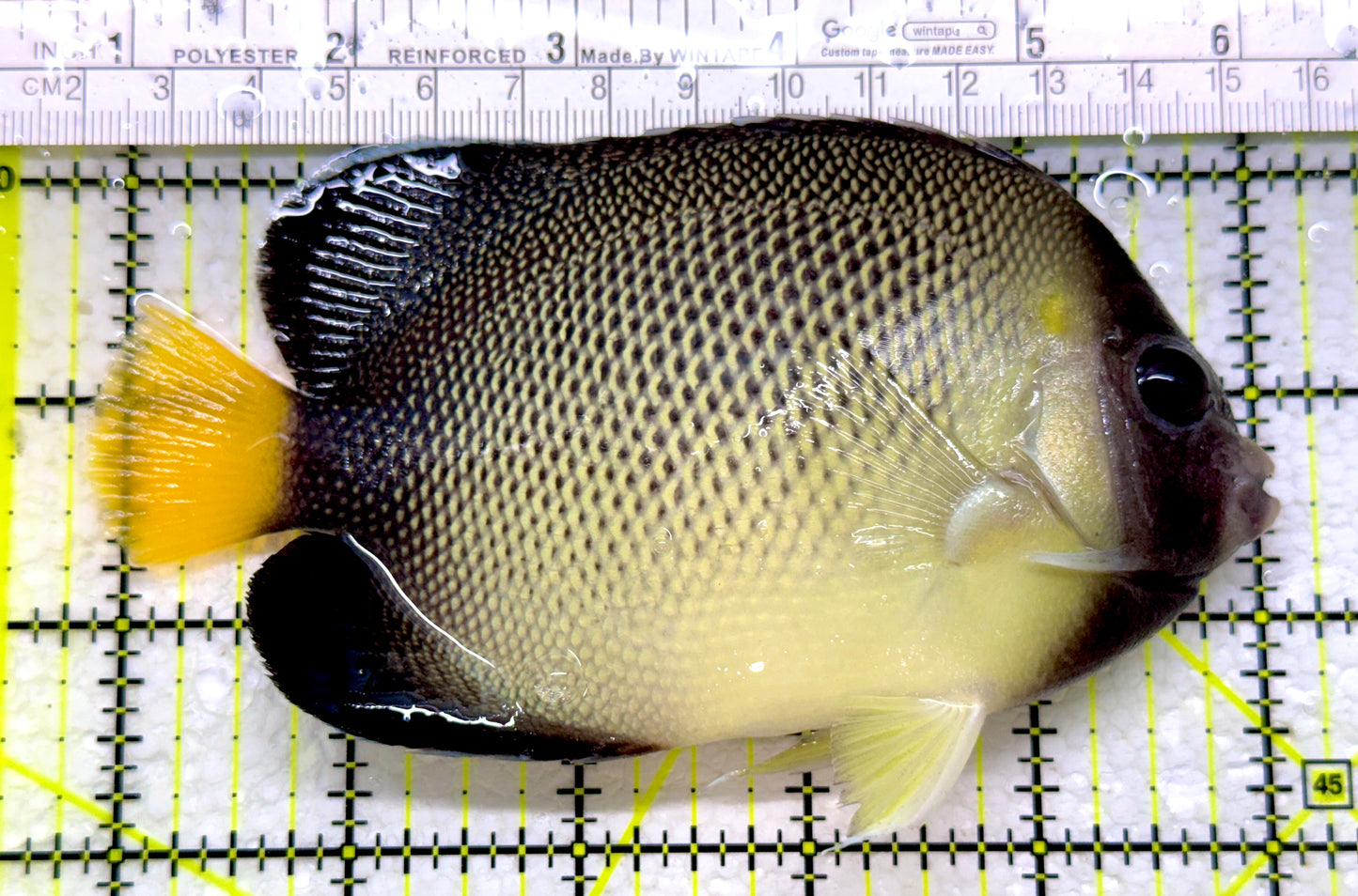 Cream Angelfish CA110102 WYSIWYG Size: XL 5.25"