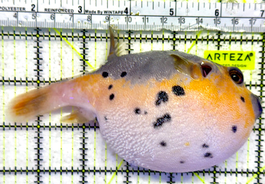 Yellow Belly Dogface Pufferfish YBDP092103 WYSIWYG Size: L 5.75"