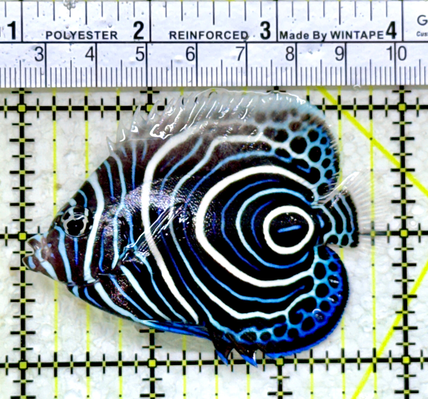 Emperor Angelfish Juvenile EAJ110101 WYSIWYG Size: M 3"