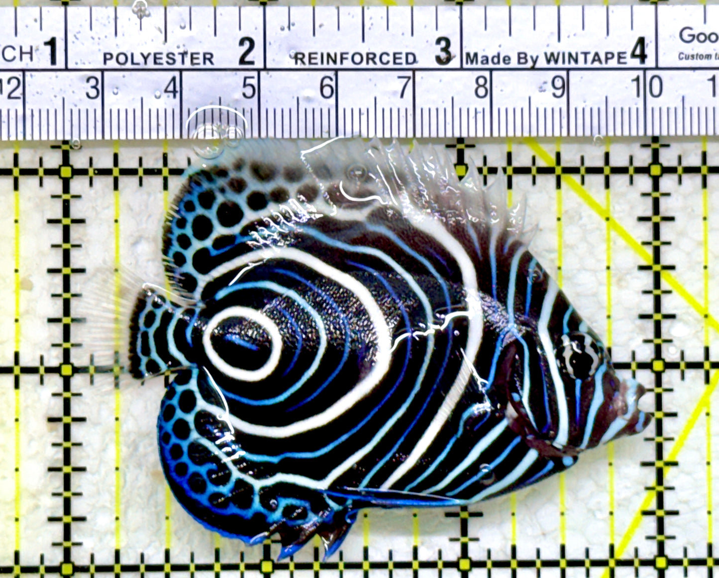 Emperor Angelfish Juvenile EAJ110101 WYSIWYG Size: M 3"