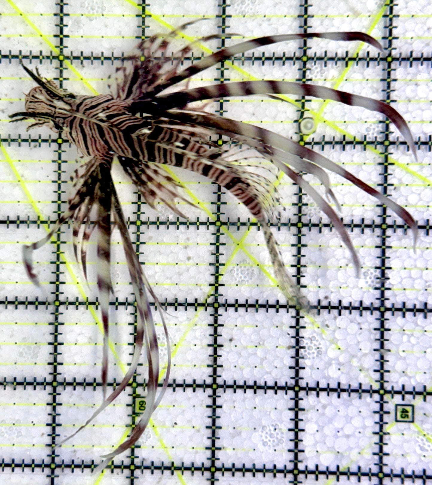 Red Volitan Lionfish RVL092101 WYSIWYG Size: ML 4.5"