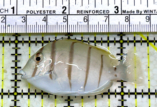 Convict Tang CT110101 WYSIWYG Size: S 2.5"