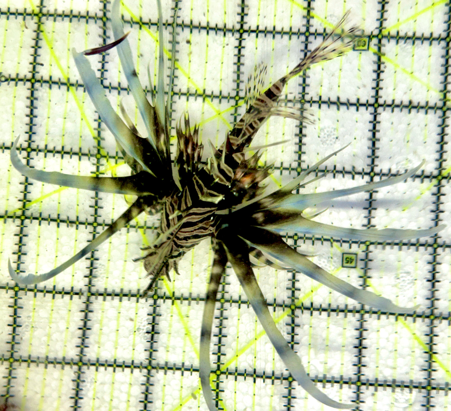 Black Volitan Lionfish BVL092101 WYSIWYG Size: ML 4.5"