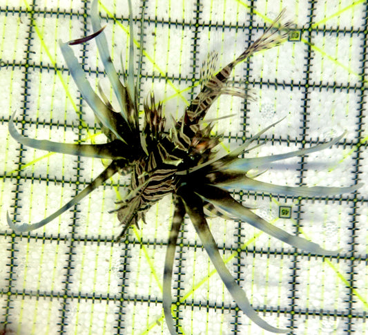 Black Volitan Lionfish BVL092101 WYSIWYG Size: ML 4.5"