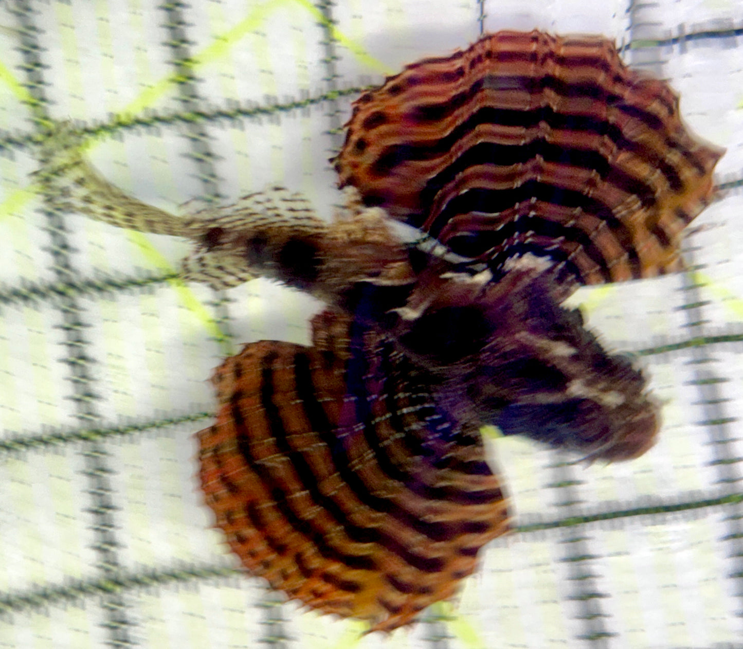 Fuzzy Dwarf Lionfish FDL092101 WYSIWYG Size: XL 4"