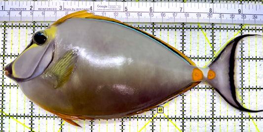 Blonde Naso Tang BNT110102 WYSIWYG Size: XL 8.75”