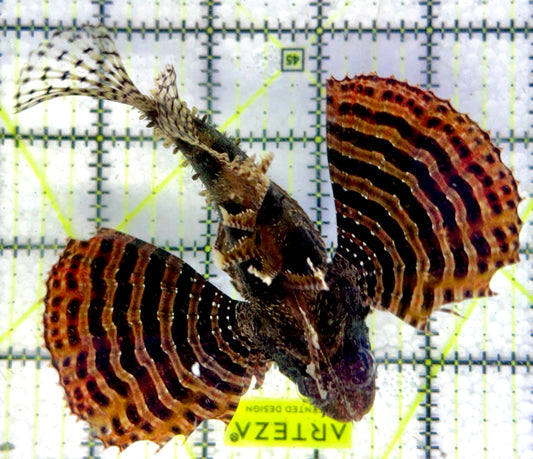 Fuzzy Dwarf Lionfish FDL092101 WYSIWYG Size: XL 4"