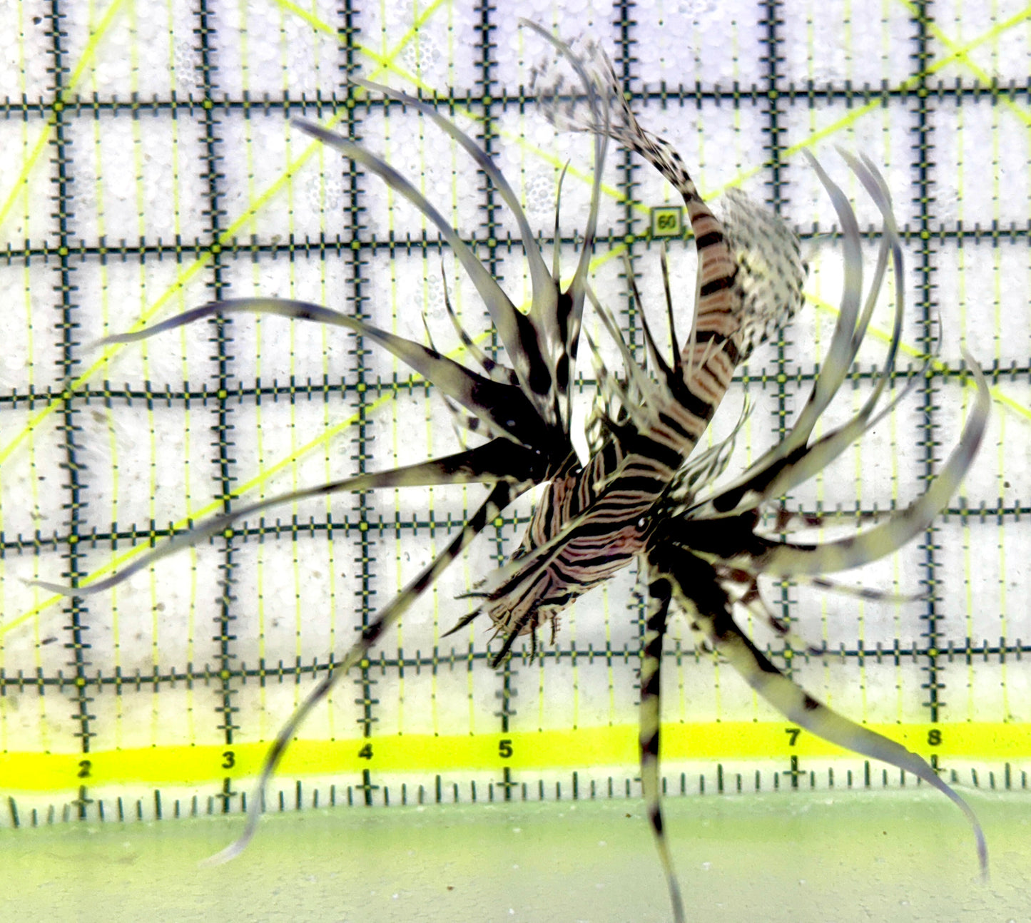 Black Volitan Lionfish BVL092101 WYSIWYG Size: ML 4.5"