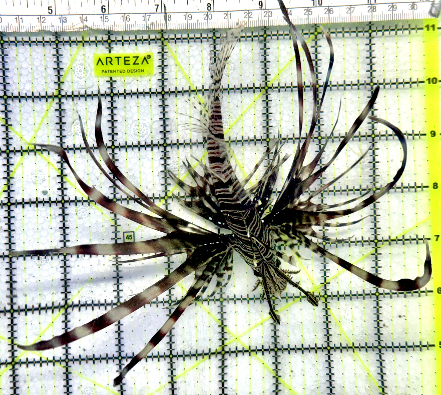 Black Volitan Lionfish BVL092102 WYSIWYG Size: L 5.5"