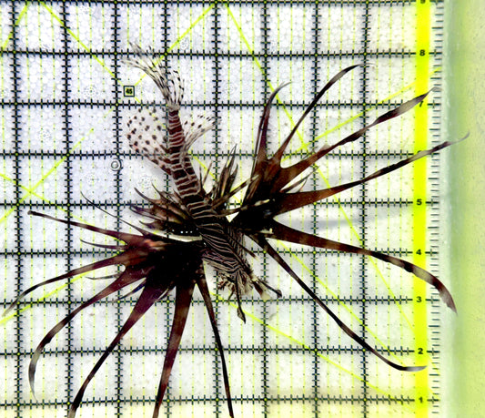 Black Volitan Lionfish BVL092102 WYSIWYG Size: L 5.5"