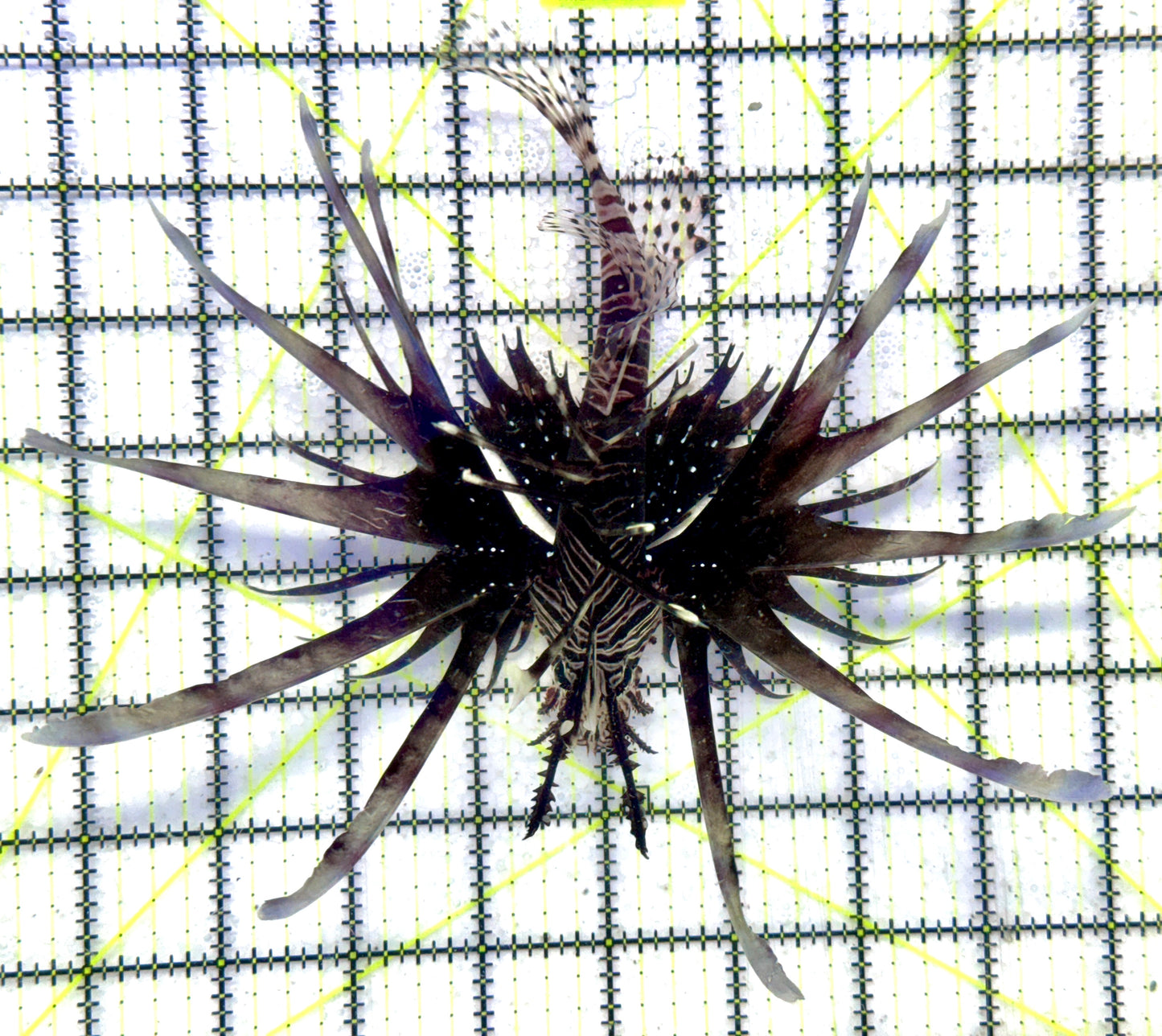 Black Volitan Lionfish BVL092103 WYSIWYG Size: XL 6.5"