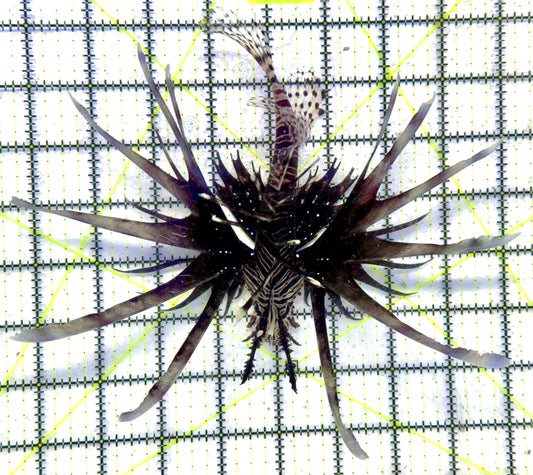 Black Volitan Lionfish BVL092103 WYSIWYG Size: XL 6.5"
