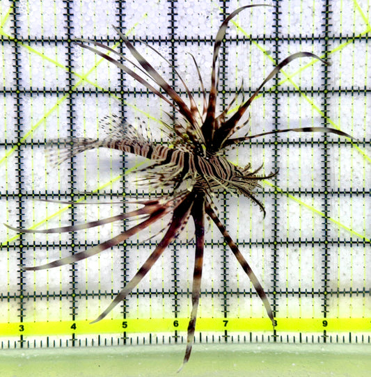 Red Volitan Lionfish RVL092102 WYSIWYG Size: ML 4.5"