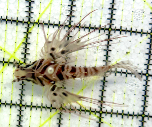 Dwarf Zebra Lionfish DZL092101 WYSIWYG Size: L 3.25"