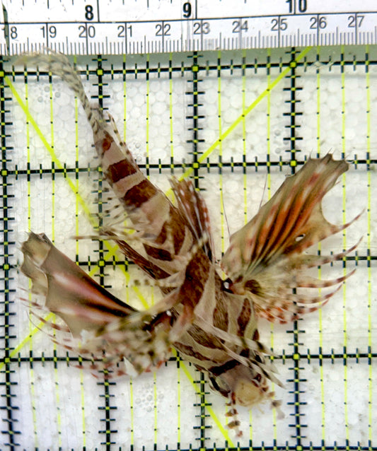 Dwarf Zebra Lionfish DZL092101 WYSIWYG Size: XL 4.25"