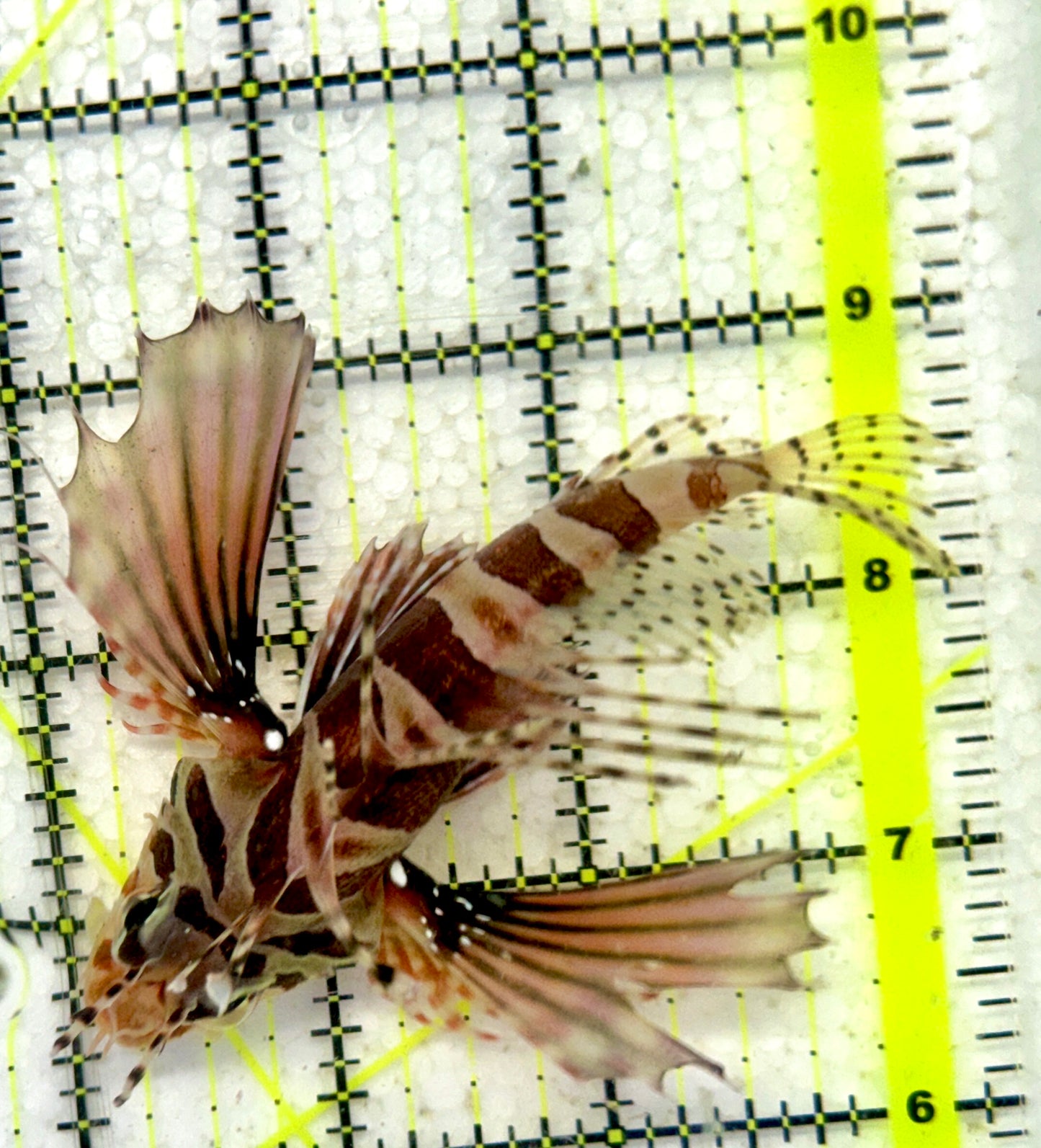 Dwarf Zebra Lionfish DZL092102 WYSIWYG Size: L 3.75"