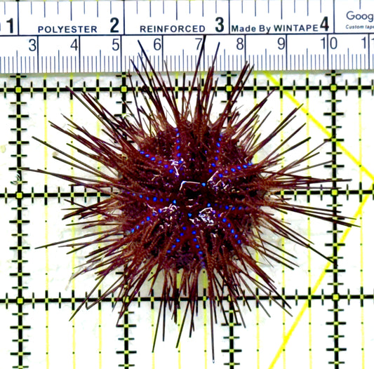 Red Blue Spotted Radiata Urchin RBSRU110101 WYSIWYG Size: M 3" Diameter Approx