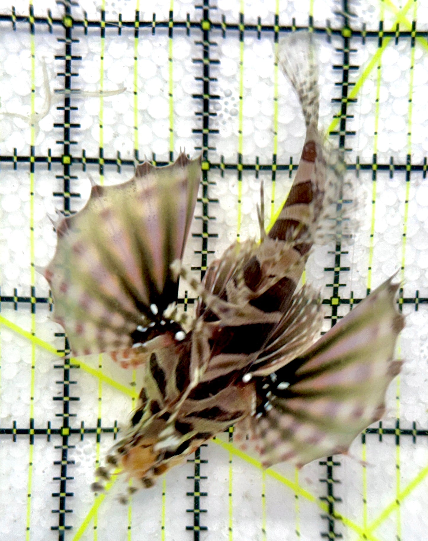 Dwarf Zebra Lionfish DZL092103 WYSIWYG Size: L 4"