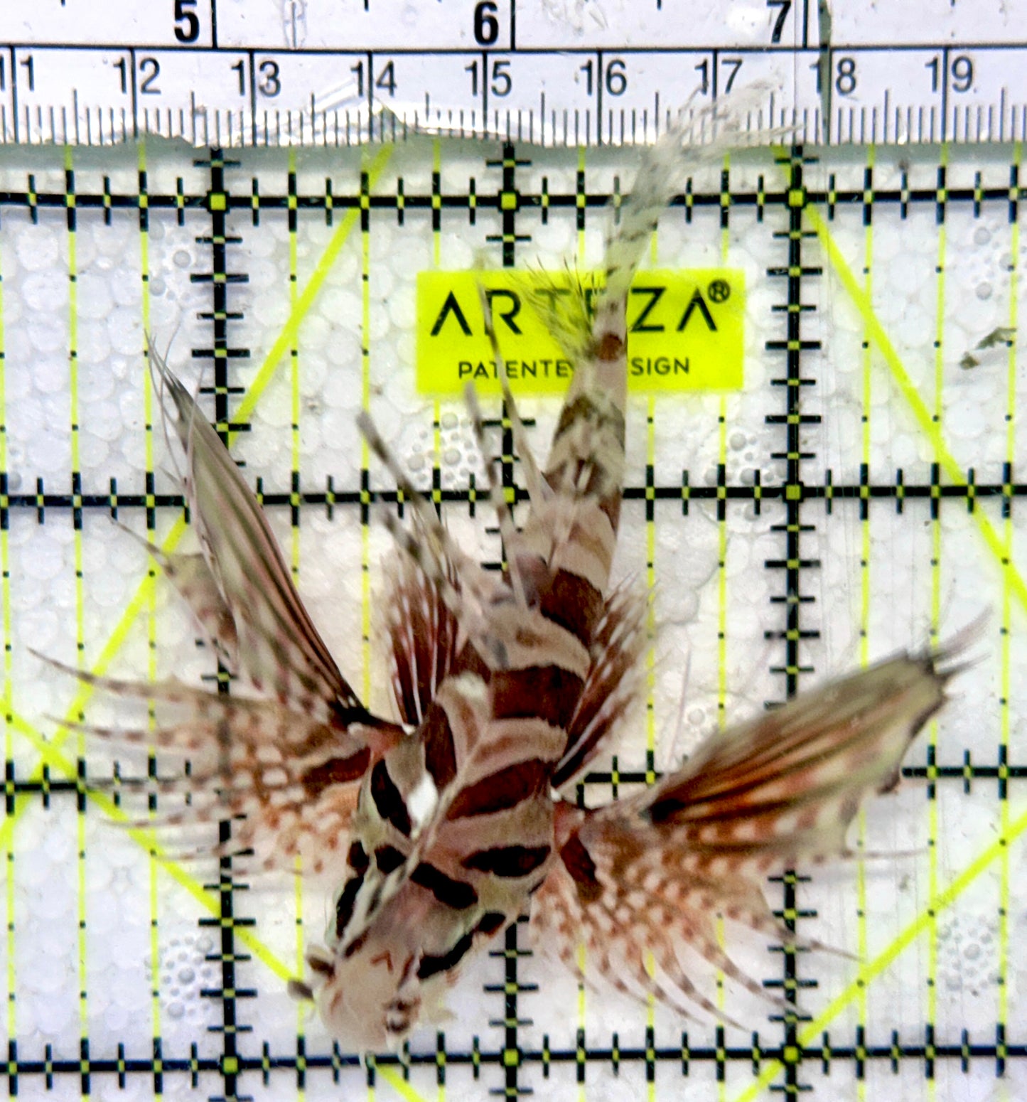 Dwarf Zebra Lionfish DZL092101 WYSIWYG Size: L 3.25"