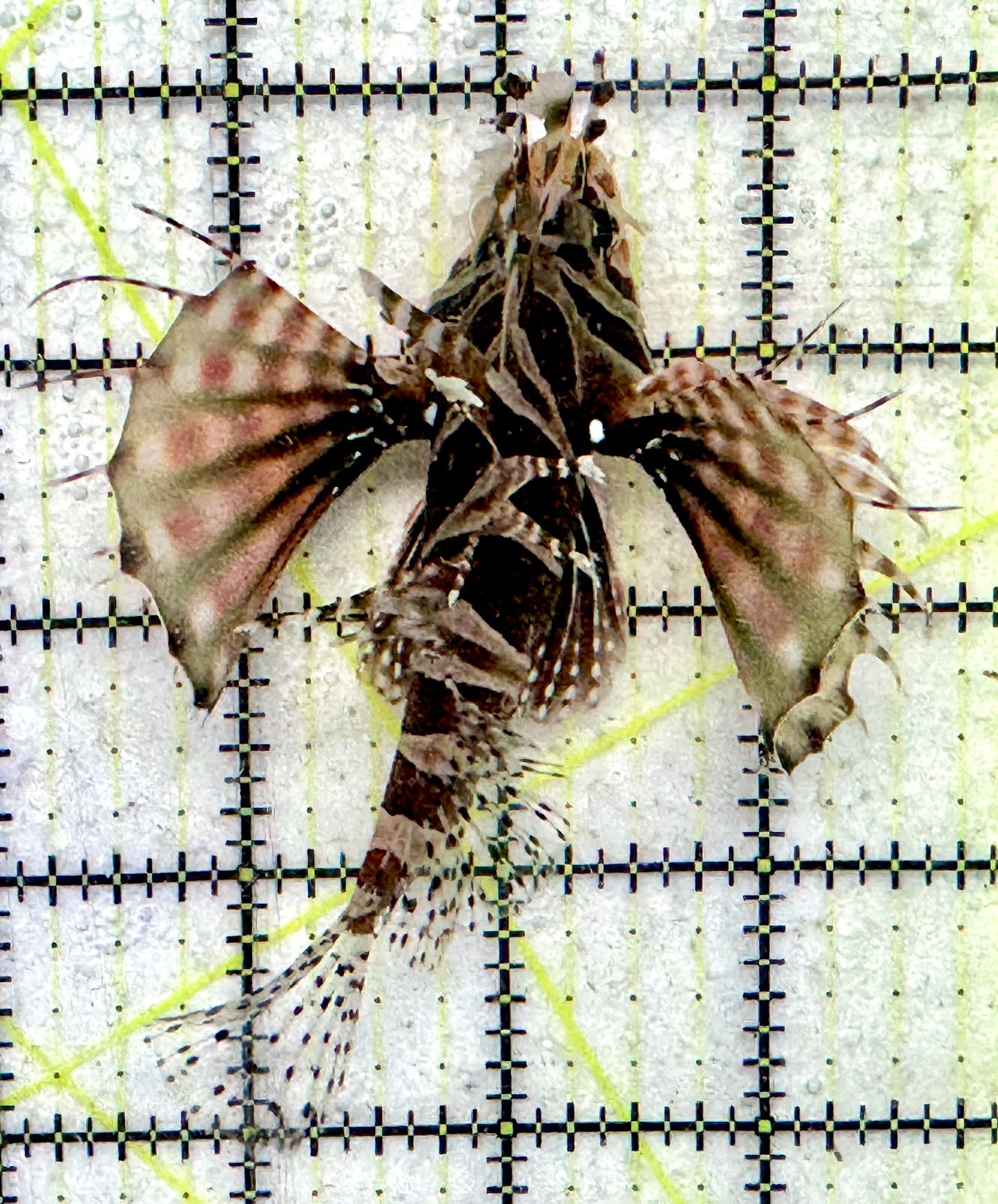 Dwarf Zebra Lionfish DZL092103 WYSIWYG Size: L 4"