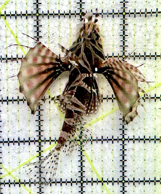 Dwarf Zebra Lionfish DZL092103 WYSIWYG Size: L 4"