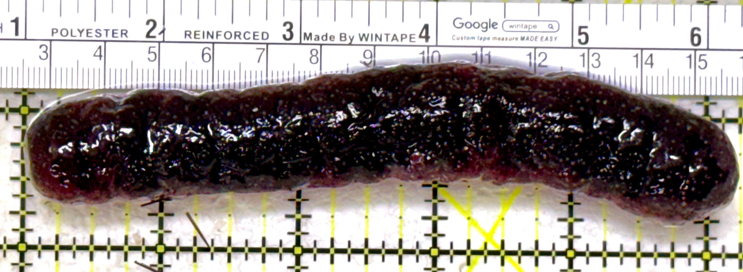 Red Burnt Sea Cucumber RBSC110101 WYSIWYG Size: 5"