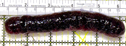 Red Burnt Sea Cucumber RBSC110101 WYSIWYG Size: 5"