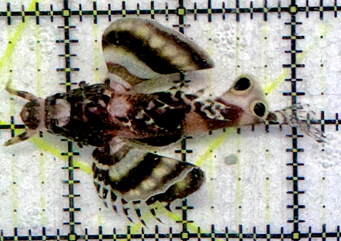 Fu Manchu Lionfish FML092101 WYSIWYG Szie: M 2.75"