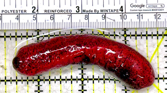 Red Burnt Sea Cucumber RBSC110102 WYSIWYG Size: 3.25"