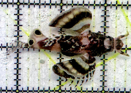 Fu Manchu Lionfish FML092101 WYSIWYG Szie: M 2.75"