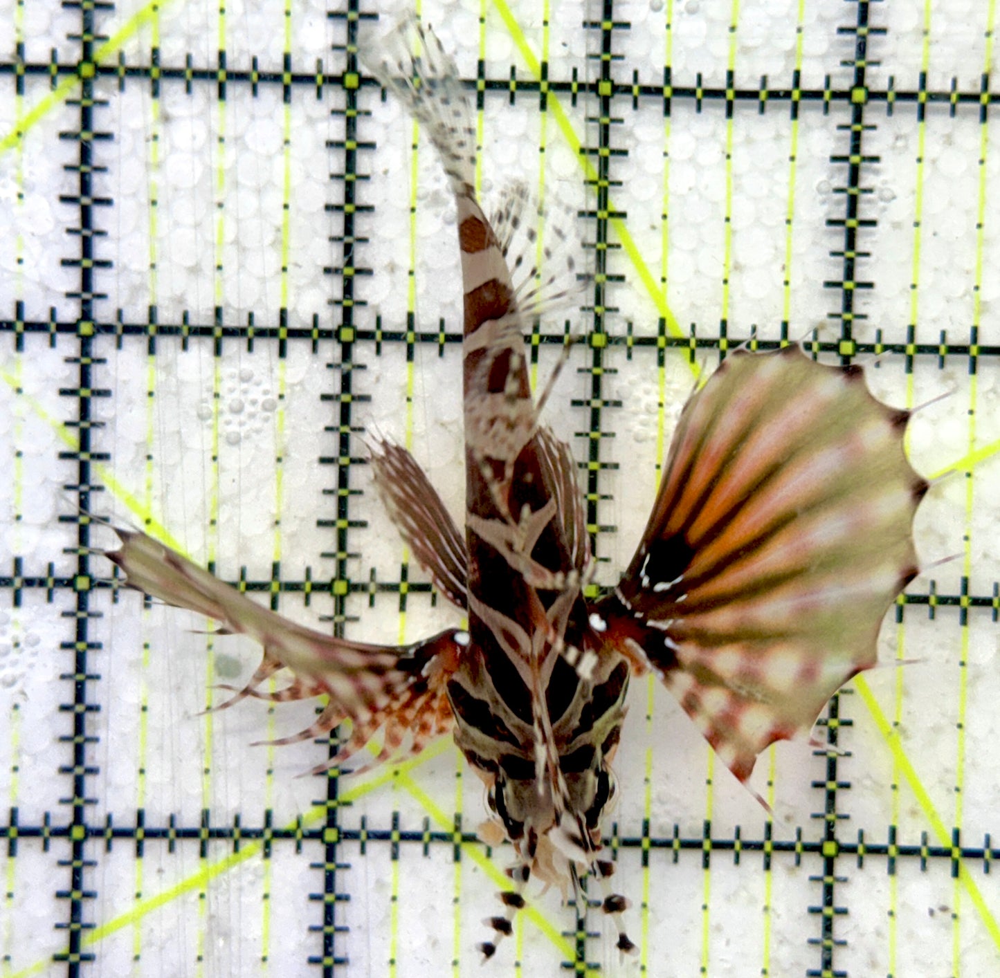 Dwarf Zebra Lionfish DZL092102 WYSIWYG Size: L 3.75"