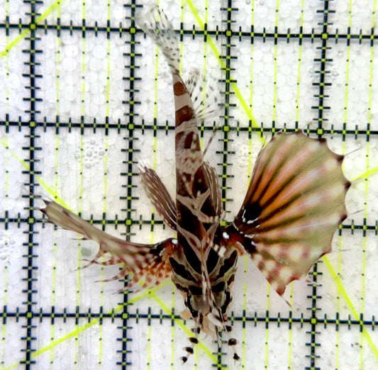 Dwarf Zebra Lionfish DZL092102 WYSIWYG Size: L 3.75"