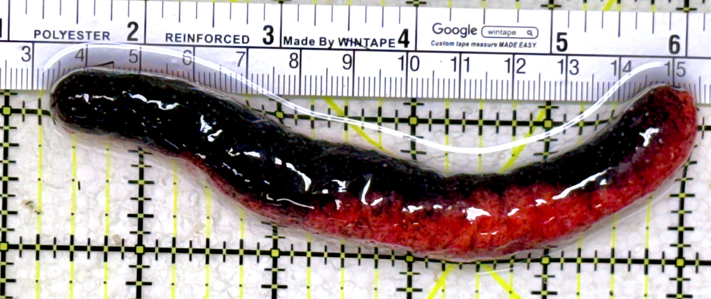 Red Burnt Sea Cucumber RBSC110103 WYSIWYG Size: 4.75"