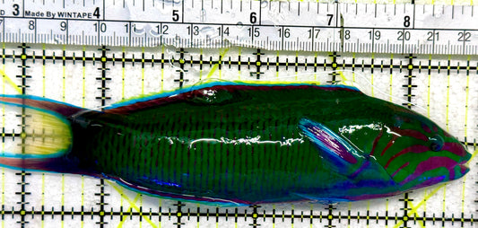Lunare Wrasse LW092101 WYSIWYG Size: XXL 6.75"