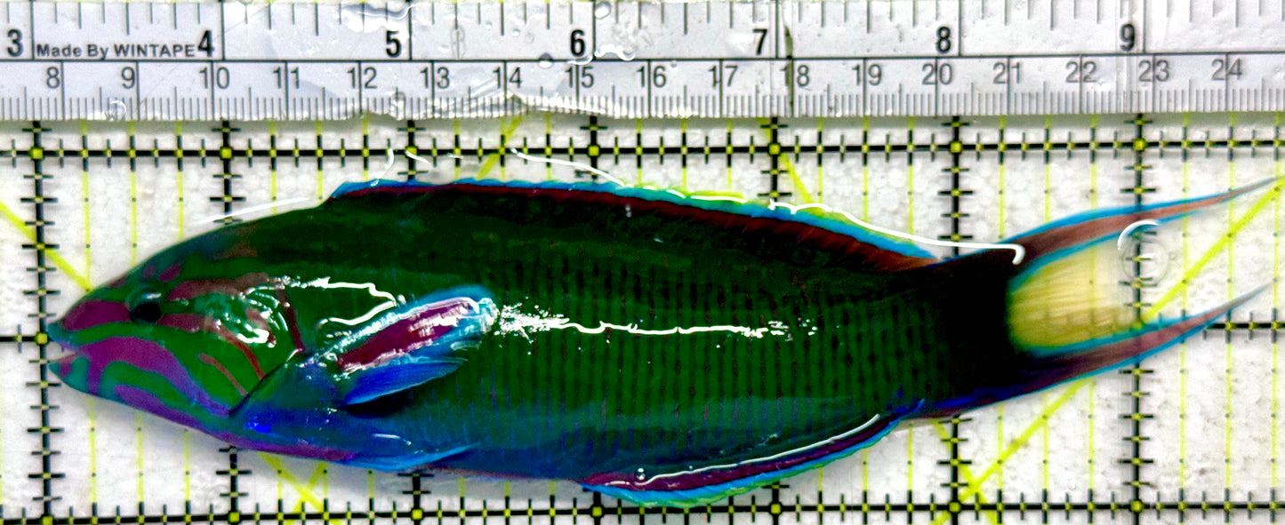 Lunare Wrasse LW092101 WYSIWYG Size: XXL 6.75"