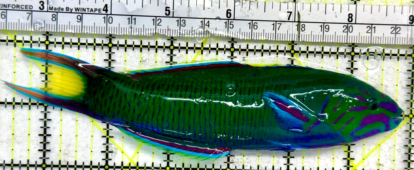 Lunare Wrasse LW092102 WYSIWYG Size: XXL 6.5"