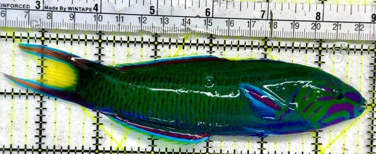Lunare Wrasse LW092102 WYSIWYG Size: XXL 6.5"